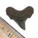 Posterior Angustidens Shark Tooth